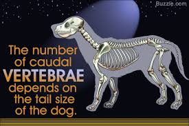 A Visual Guide To Understanding Dog Anatomy With Labeled