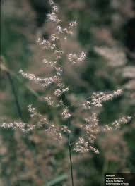 Image result for Melinis repens