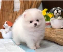 Find teacup puppies in canada | visit kijiji classifieds to buy, sell, or trade almost anything! View Ad Pomeranian Puppy For Sale Near Illinois Chicago Usa Adn 208054