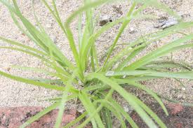 Image result for Juncus bufonius
