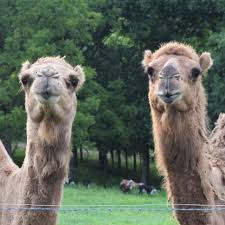 No matter what your requirements, our partners can help. Camel Rentals And Exotic Petting Zoos For Events In Kentucky And Ohio