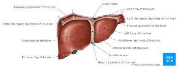 Start studying liver labeled diagram. Liver And Gallbladder Anatomy Location And Functions Kenhub