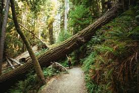 Redwood national park is one of our favorite places to visit in the us. 10 Awe Inspiring Things To Do In Redwood National Park The Mandagies