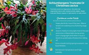 Maybe you would like to learn more about one of these? Christmas Cactus Thanksgiving Cactus Holiday Cactus Vaxter