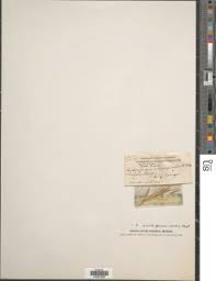 Image result for Diheteropogon filifolius