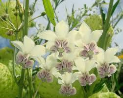 Image result for Gomphocarpus physocarpus