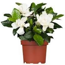 Sie wird auch als kopflochblume oder jasminrose. Pin Auf Pflanzen