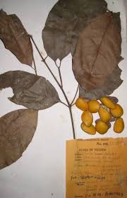 Image result for Hunteria