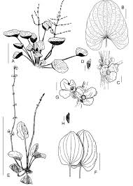 Image result for Lophiocarpus latifolius