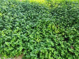 Image result for Calyptocarpus vialis