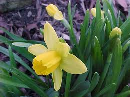 They flower is made up of many tiny flowers that grow on a stalk in a cylinder. Best Bulbs