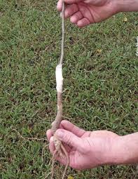 Vaccinations are made only from quality fruits. Step By Step Guide To Grafting Fruit Trees Mossy Oak