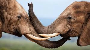Pin By Berliner Goere On B Pictures Elephants Photos Animal Wallpaper Elephant Wallpaper