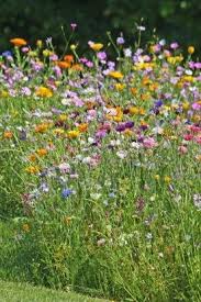 Blumenwiese Anlegen Tipss Tricks In 2020 Blumen Wiese Blumenwiese Blumenwiese Anlegen