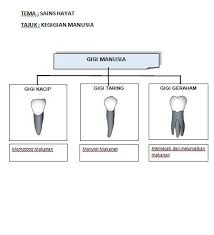 Bahagian b jenis gigi fungsi gigi taring memotong makanan gigi geraham memecah dan melumatkan makanan gigi kacip menyiat makanan h. Nota Sains Pusat Tuisyen Impak Maksima Rantau Panjang Facebook