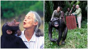 Jane goodall by protecting wildlife and empowering people. Jane Goodall S Pioneering Chimp Research Recognized With Gwr Titles Guinness World Records