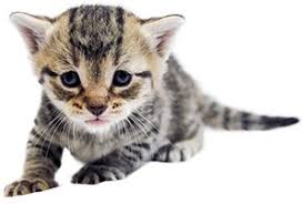 The first six weeks in a kitten's life are crucial. Newborn Kitten Progression Cat Age Chart With Pictures Alley Cat Allies