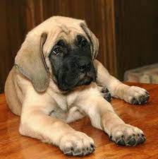 Study Shows Dog Genes Link To Behavior And Personality Dogtime Mastiff Puppies English Mastiff Mastiffs