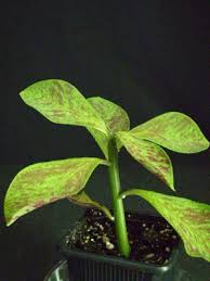 Image result for Synadenium grantii