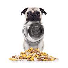 Pugs are one of the oldest dog breeds and have been around since earlier than 400 b.c. The Diet Of A Pug Zooplus Magazine