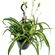 Image result for Chlorophytum pauper