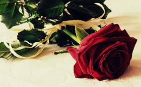 Trandafirii sunt flori foarte populare, care frecvent sunt văzute ca un simbol al. Poze Cu Trandafiri 50 Imagini Cu Trandafiri De Diferite Culori Buchete Si Aranjamente Revista Fucsia