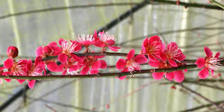 The fruit is a summertime treat, but gardeners often resign themselves to late however, apricots don't have to be an occasional bonus; Apricot Bonsai Care Bonsaischule Wenddorf