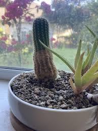 While most cacti are found in the western states or in warmer climates, you may want to purchase one for your yard or it's best to give your cactus fertilizer every 14 days. Hey Guys What S Going On With My Cactus Am I Giving It Too Much Water Too Little Something To Do With Sun What S Going On Succulents