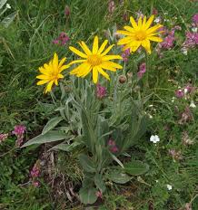 Image result for Senecio luembensis