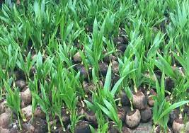 Kelapa pandan wangi merupakan salah satu jenis tanaman kelapa yang berasal dari thailand. Facebook