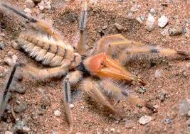 In arabian culture, they are so iconic that there are more than 160. Pin On Creepy Crawlies