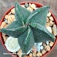 Places davao city shopping & retailgarden center davao cactus and succulent posts. Helen S Cactus Succulents Davao Photos Facebook