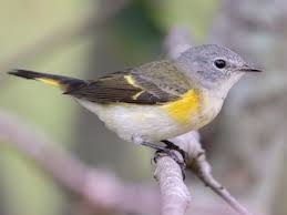 Image result for Rutidea fuscescens