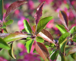 Check spelling or type a new query. Prairiefire Crabapple Next Generation Landscape Nursery