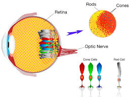 Color blind stats and percentage in men and girls or most of the time, color blindness is genetic. Where To Find The Best Color Vision Test By Iris Medium