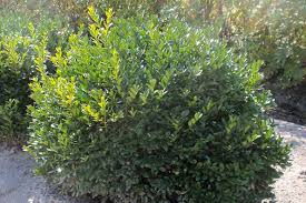 It can grow from 3' to 5' high and is easily maintained in the pyramid shape or can be used in a hedge. Buxus Green Velvet Boxwood