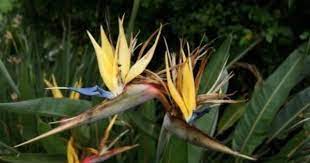 Paradise In Blooms Google Search Birds Of Paradise Plant Paradise Flowers Birds Of Paradise