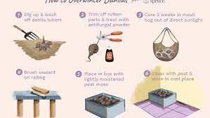 The methods for storing dahlia tubers from one season to the next is determined by climate and soil quality. How To Overwinter Dahlia Tubers