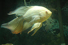 Tiger oscars are the most common breed; Oscar Fish Wikipedia