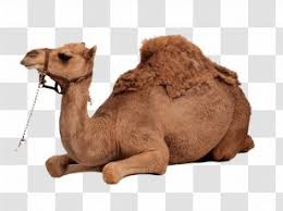 Mongolia is a country located in east asia, bordered by china to the south and russia to the north. Dromedary Bactrian Camel Even Toed Ungulate Transparent Png