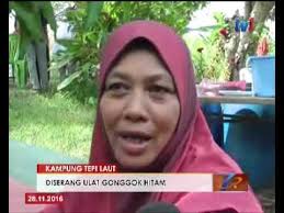Contextual translation of ulat gonggok into english. Kampung Tepi Laut Diserang Ulat Gonggok Hitam 28 Nov 2016 Youtube