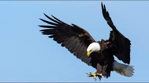 Kenanga (cananga odorata) *.fauna : 8 Jenis Fauna Di Amerika Serikat Yang Khas Dan Langka Ilmugeografi Com