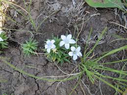 Image result for Craterocapsa