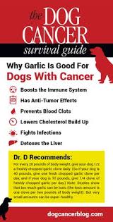 Once a dog has reached this stage, the primary concern is making them as comfortable as possible. The Dog Cancer Survival Guide Dogcancersurvivalguide Profile Pinterest