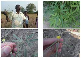 Image result for Vigna reticulata