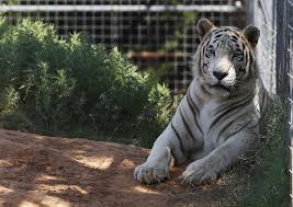 Formerly known as tnc tigers, the team departed the organization in september 2018. Feds Seize 68 Big Cats From Tiger King Park In Oklahoma
