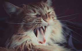 Lesions start as small areas of enamel erosion, usually right at the gum line. Could My Cat Have Feline Odontoclastic Resorptive Lesions Perryville Pet Hospital