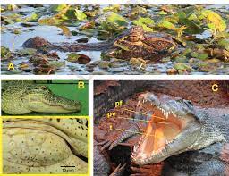 PDF] Crocodilians are promising intermediate model organisms for  comparative perception research 