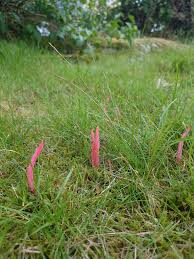 Image result for site:byggahus.se linbana