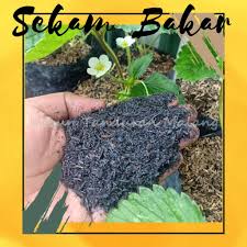 Untuk hasil budidaya kacang tanah yang maksimal, anda harus cara menanam kacang tanah yang baik disarankan untuk memulai menanam pada saat musim penghujan tiba jika perhatikan kondisi tanaman kacang tanah agar jangan sampai anda menyiram tanaman pada saat sedang berbunga. Media Tanam Sekam Bakar Arang Berkualitas Kemasan 500gr Metan Sekam Matang Tanah Subur Shopee Indonesia